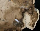 Petrified Cherry Wood Slab - Oregon ( Inches) #6252-2